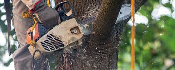 Best Lawn Maintenance Plans  in Ellerslie, GA