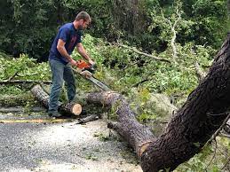 Best Hedge Trimming  in Ellerslie, GA