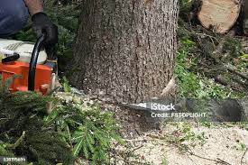 How Our Tree Care Process Works  in  Ellerslie, GA