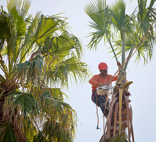 Professional Tree Services in Ellerslie, GA