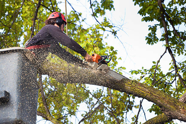 Best Palm Tree Trimming  in Ellerslie, GA